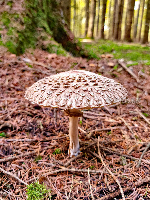 Parasol mushroom ' macrolepiota '或lepiota '将继续